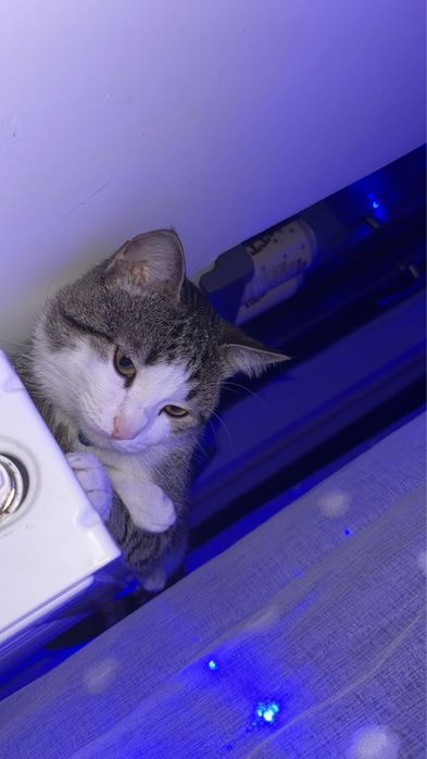 Pisică pentru adopție – băiețel, 2 ani, foarte afectuos