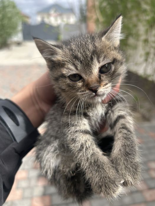 Котенки…………………..