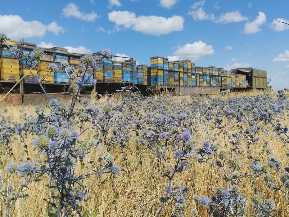 Натуральный Мёд Бурабай