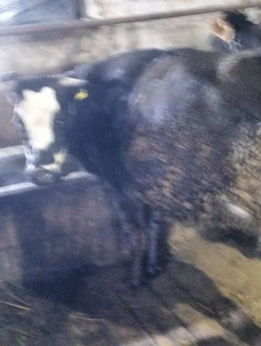 Сельхозживотное карова