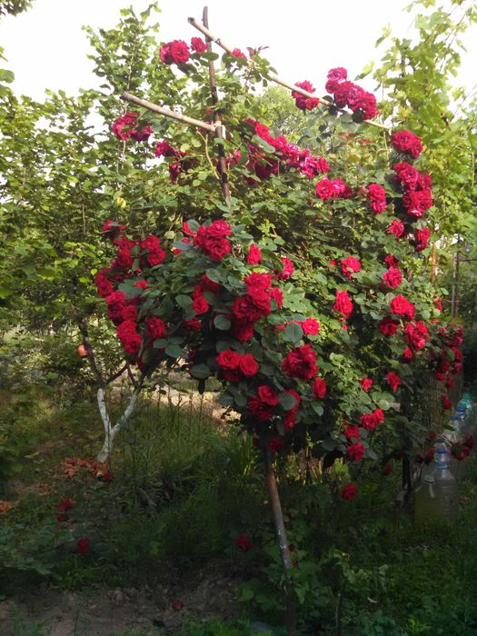 Кустарники цветущие и плодовые