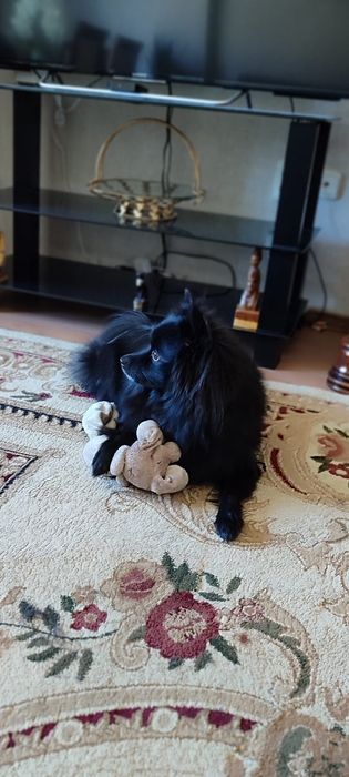 Собака немецкий шпиц