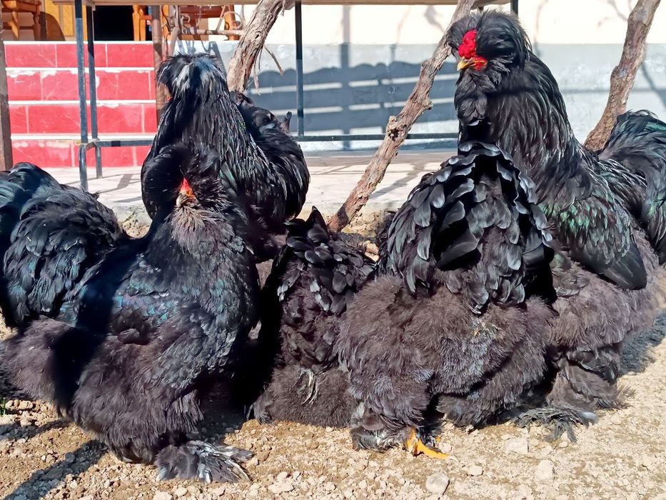 1+3 Troyka chorniy almaz Brama zotli 
 1+1