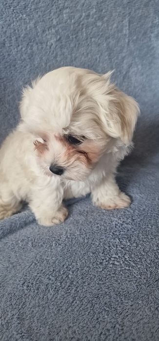 Vand cățeluș bichon