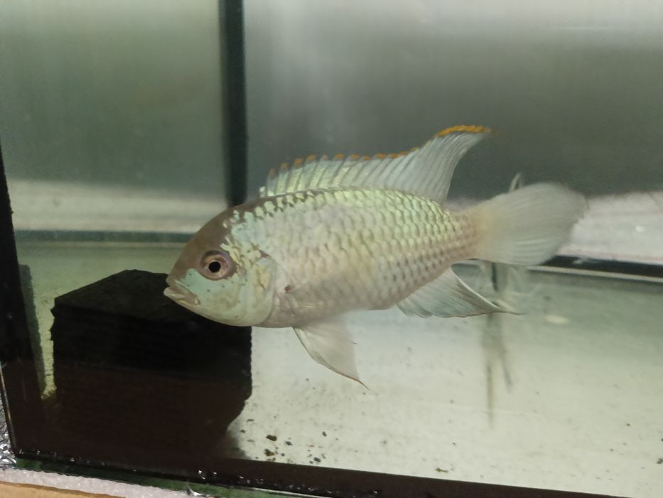 Срочно продам аквариумных рыбок