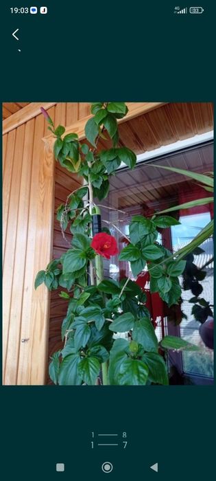 Комнатные растения ,большого размера,для офиса.