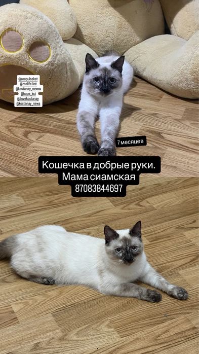 Молодая Кошечка в добрые руки