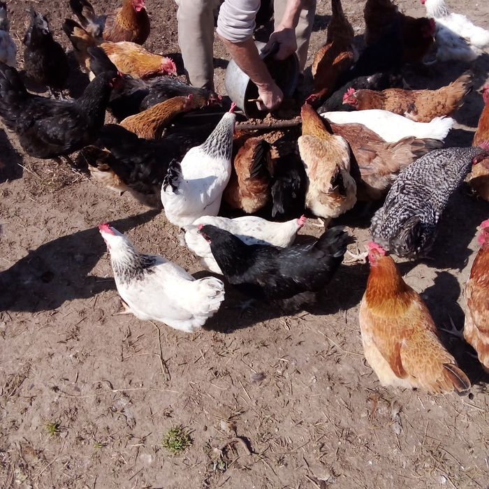 Продам яйца для разведения