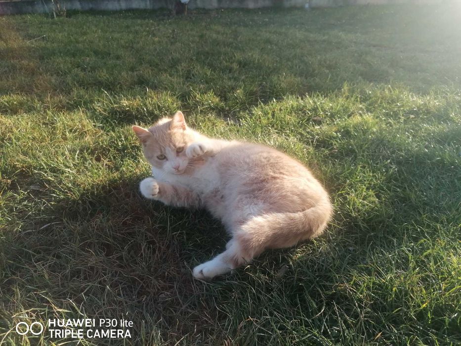 Donez pisica frumoasa și blândă 7 luni