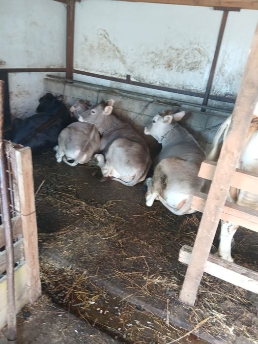 Vaci cu lapte jurinci și viței de vânzare