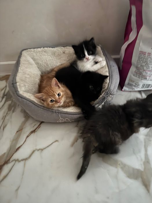 Подарявам домашни котета