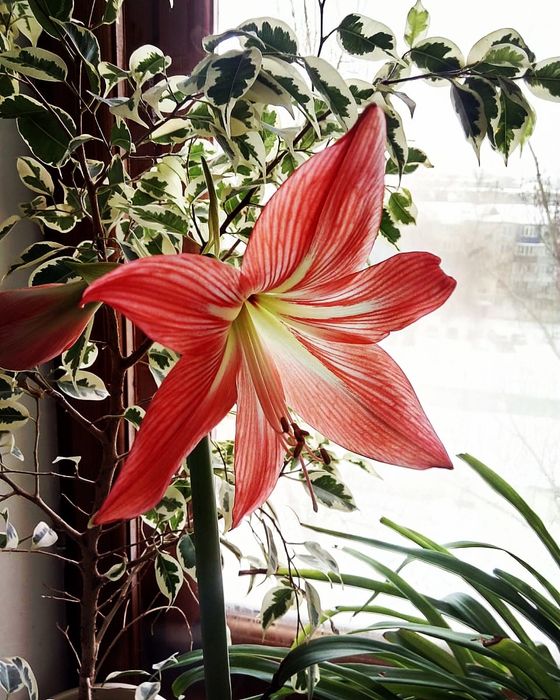 Продам амариллисы, декабристы