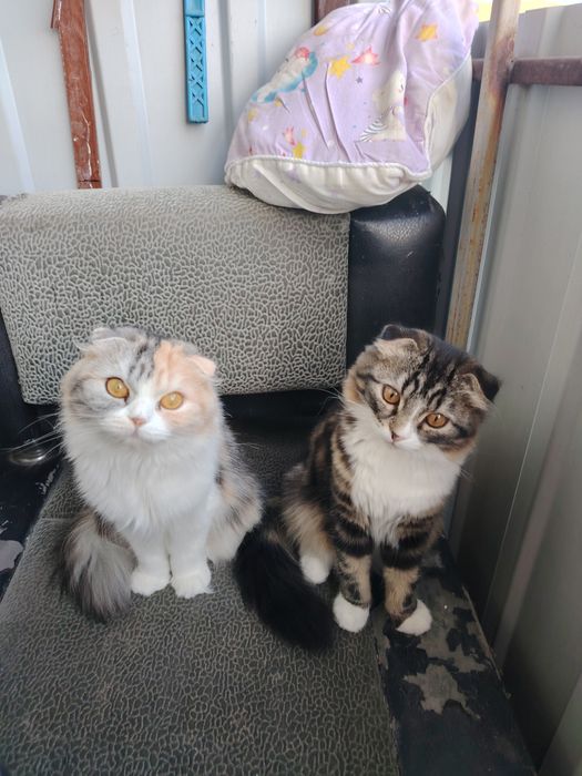 Отдам кошку вислоухая
