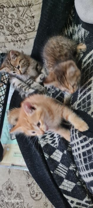 Отдадим в добрые руки