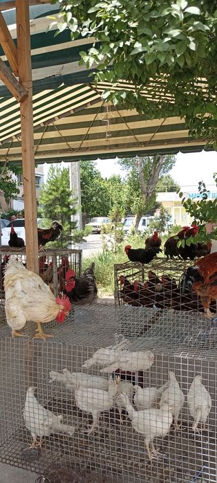 Петух курица индюки кролик