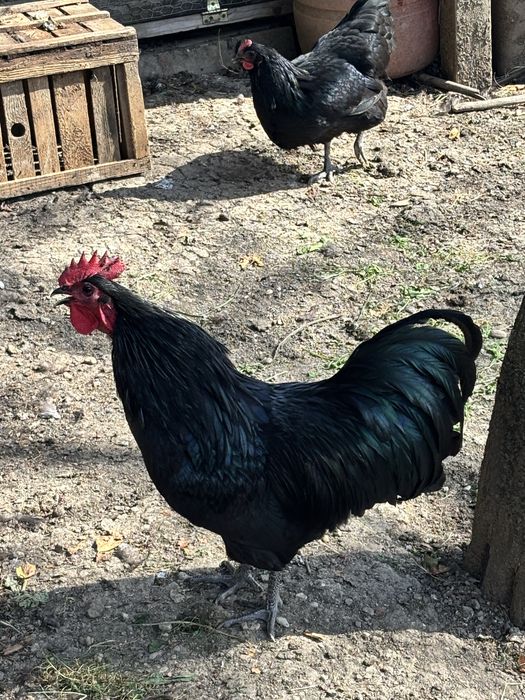 Cocosi Australorp