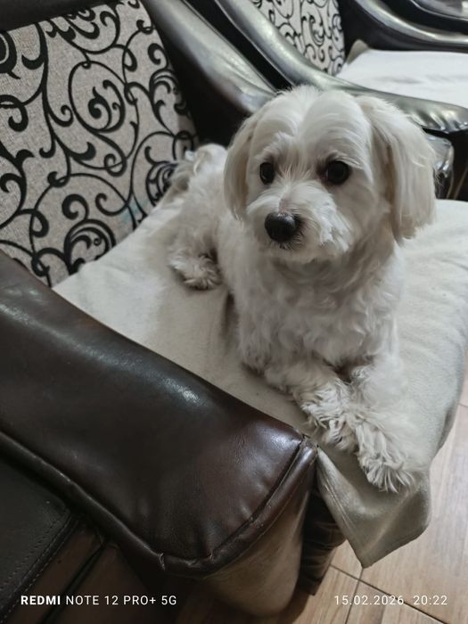 Ofer spre adopție-Bichon Maltez