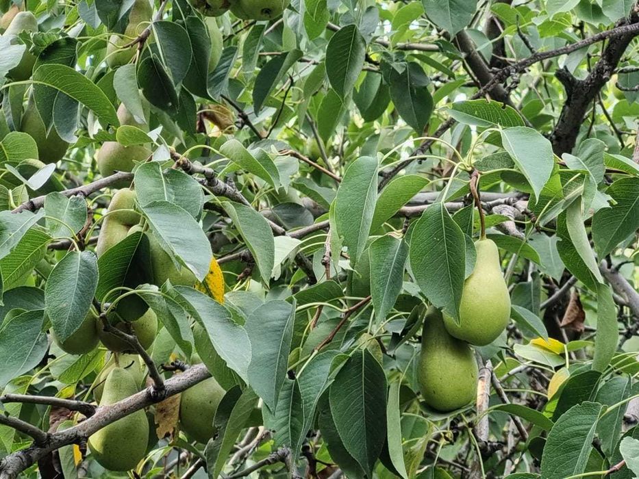 Продам СЛИВУ сочную, сладкую. Самосбор.