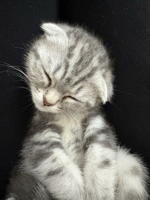 Шотландская вислоухая