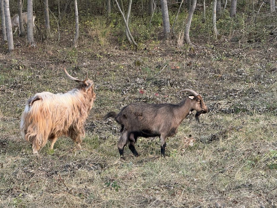Vand capre/iedute bune de lapte/tapi de monta