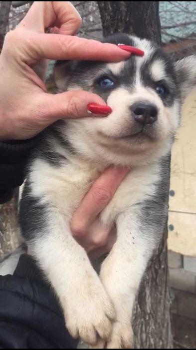 Голубоглазая милашка