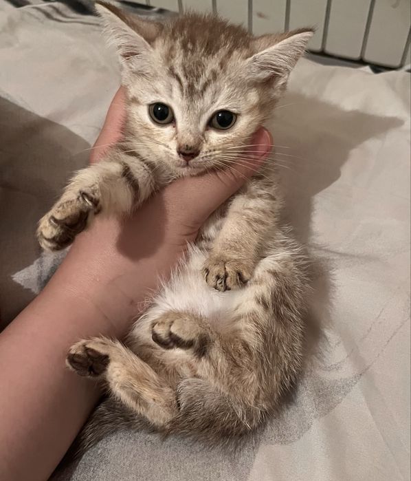 Котята от британца