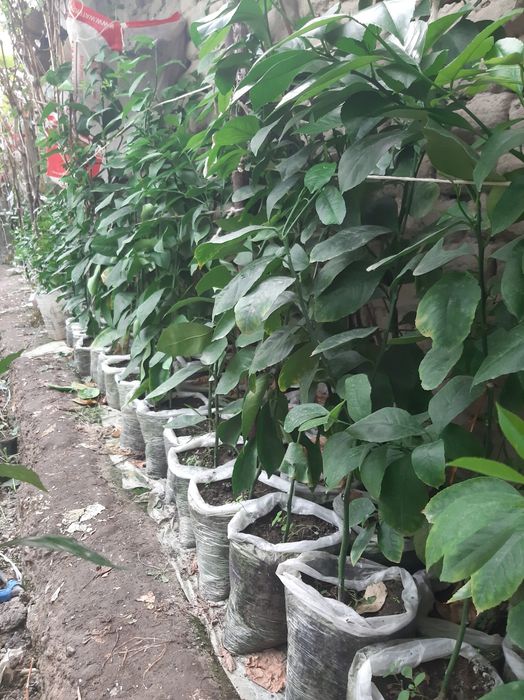 Limon, Mandarin, mandarin