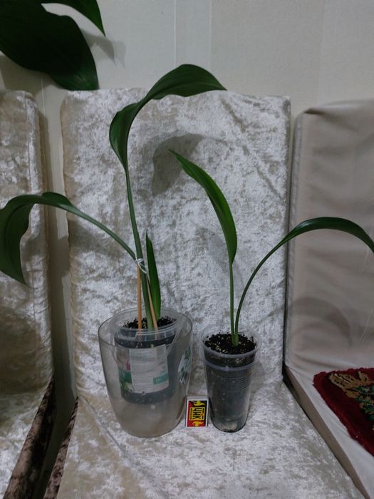 Комнатные растения