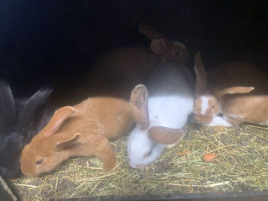 Налични зайци различни породи