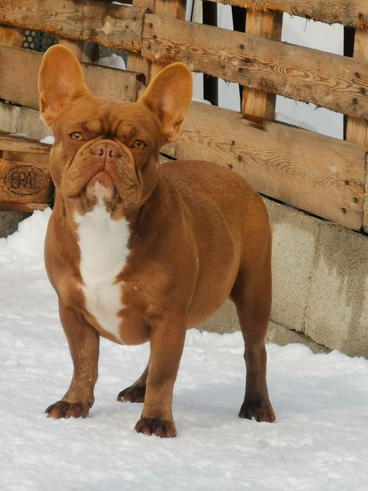 Французский бульдог