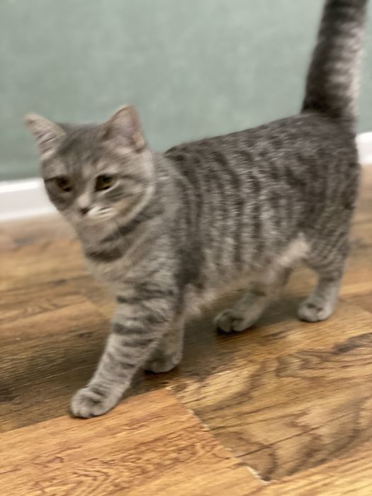 шотландская смешанная