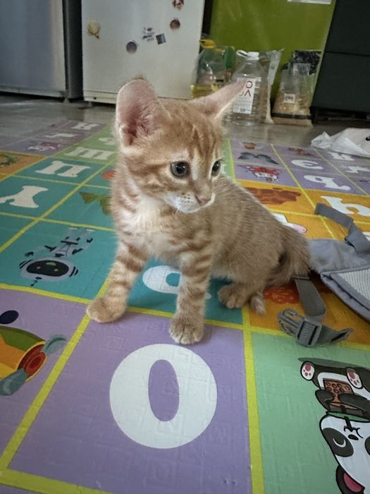 Отдам котят в добрые руки