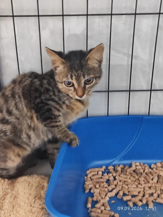 Отдам котят в добрые руки