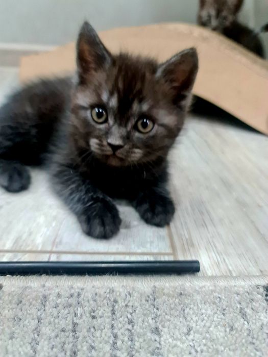 Британцы и шотландцы