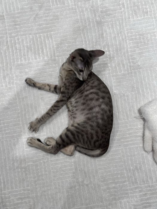 Отдам кошку ориентал