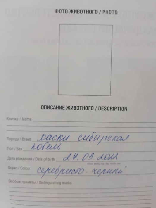 Домашние    Животные