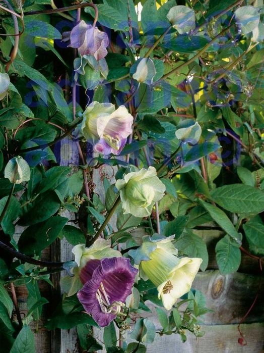 Plic 20 seminte Cobea alb violet  - Cobaea scandens purple / white