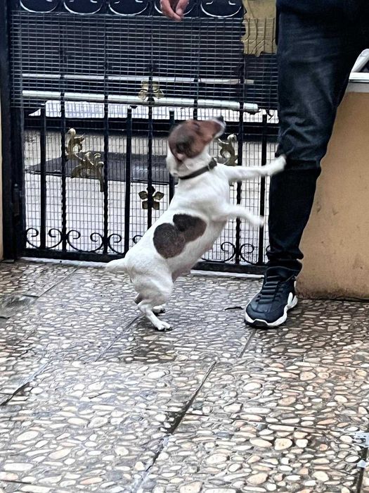 Продавам Джак Ръселчета