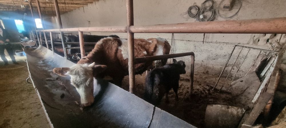 Sigir ona bola  2 ta