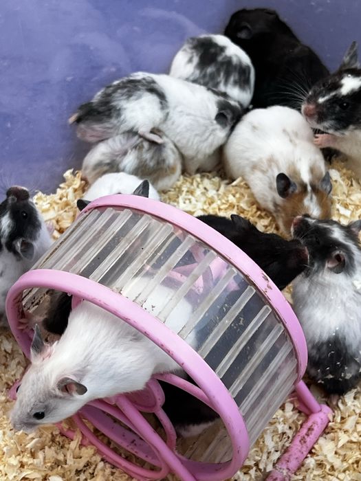 Hamster qolga organgan