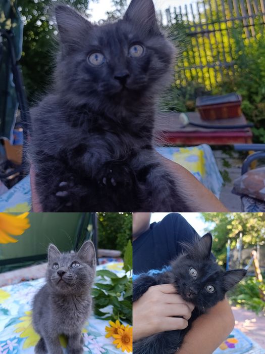 Отдам котят бесплатно.
