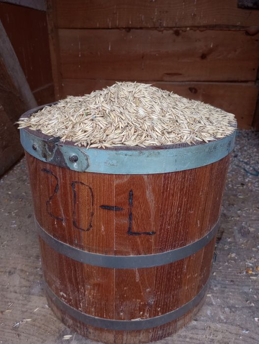 Vând ovăz producție 2025