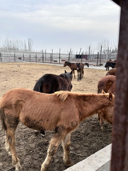 Зотдор тойлар оптом нархда сотилади, Россия Абакан