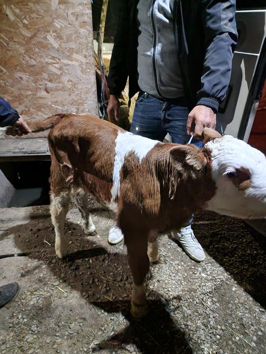 Vând vitei ofer transport în România