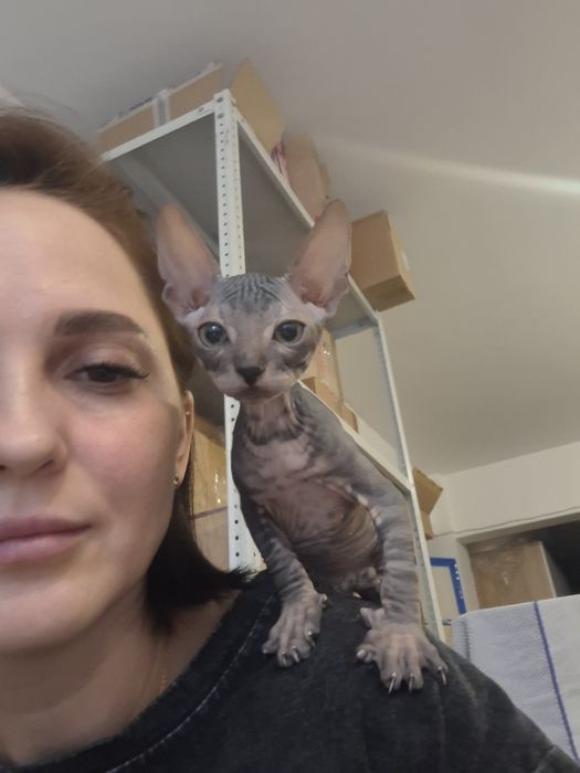 Канадский сфинкс окрас Табби