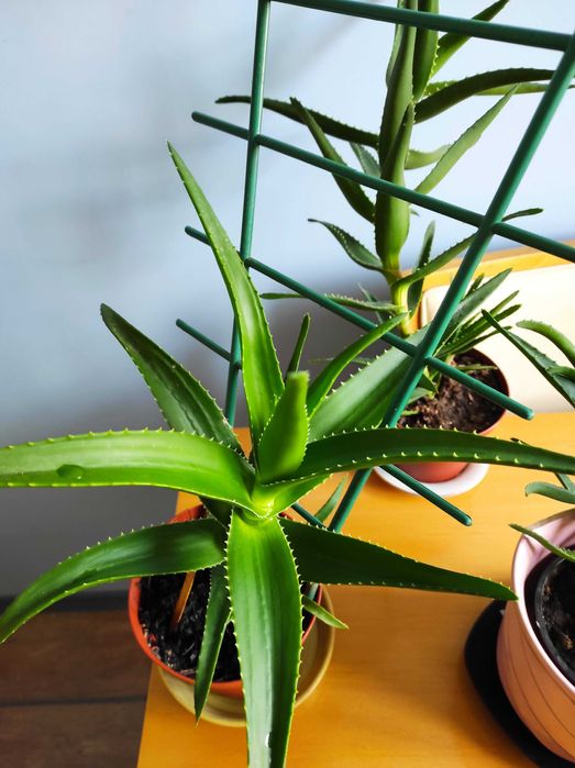 Лечебно алое вера, 2 вида, над 3 - годишни, отлично гледани растения