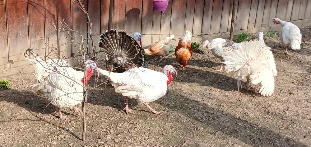 Vând curci,cocoși,curcani