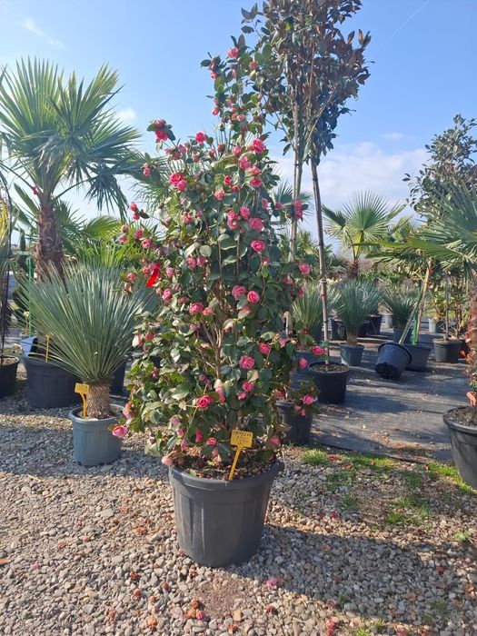 Vând plante  ornamentale
