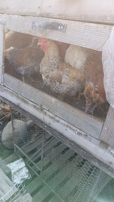 Продам петухов разных