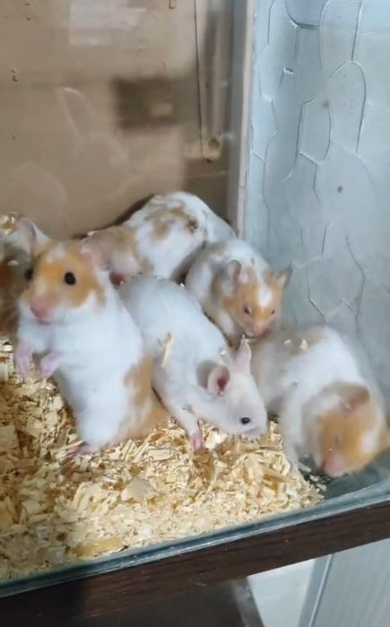 В продаже хомяки